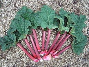 Rhubarb Purgative And Potential Dependence